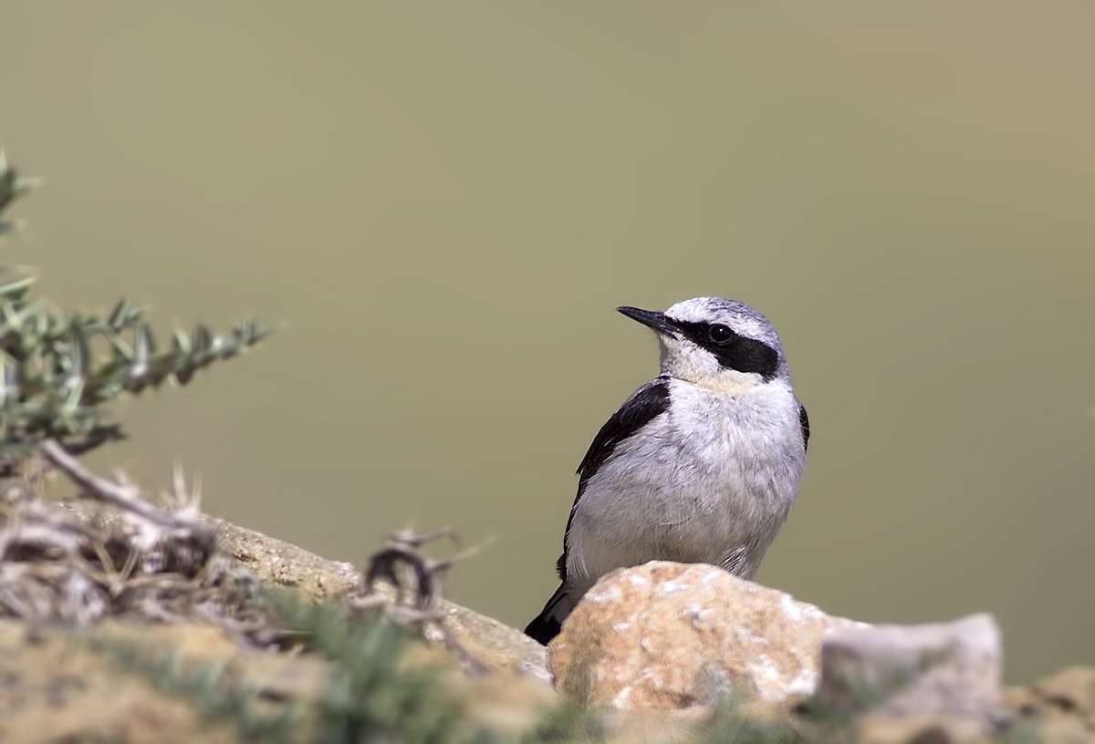 Northern Wheatear